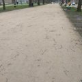 KoMex® jaune Haarlem